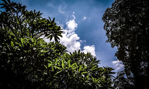 Low angle view of trees against sky