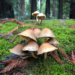 Close-up of mushrooms on field