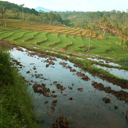 Scenic view of agricultural field