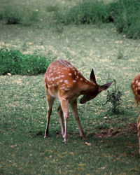 Side view of deer standing on field