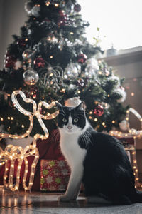 Full frame shot of cat with christmas tree