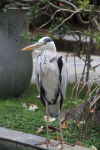 Close-up of a bird