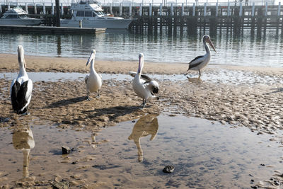 Pelicans perching at beach