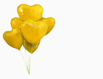 Close-up of yellow rose against white background