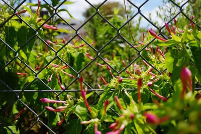Close-up of chainlink fence