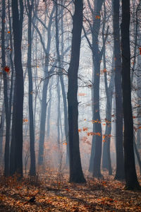 Trees in forest during autumn