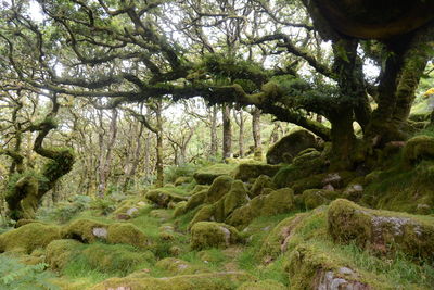 Scenic view of forest