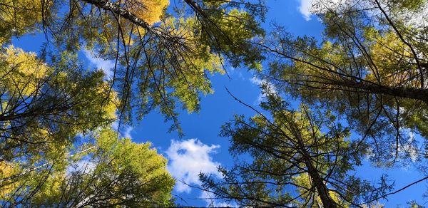 Low angle view of trees against sky