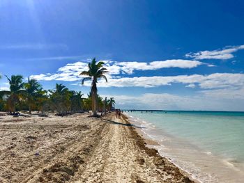 Palm trees on beach against blue sky