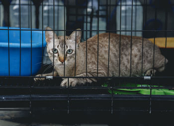 A cat with sad eyes in a cage in an animal shelter. selective focuse