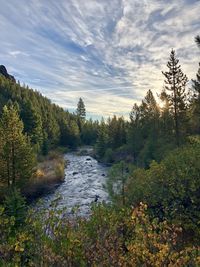 Stream flowing amidst trees in forest against sky