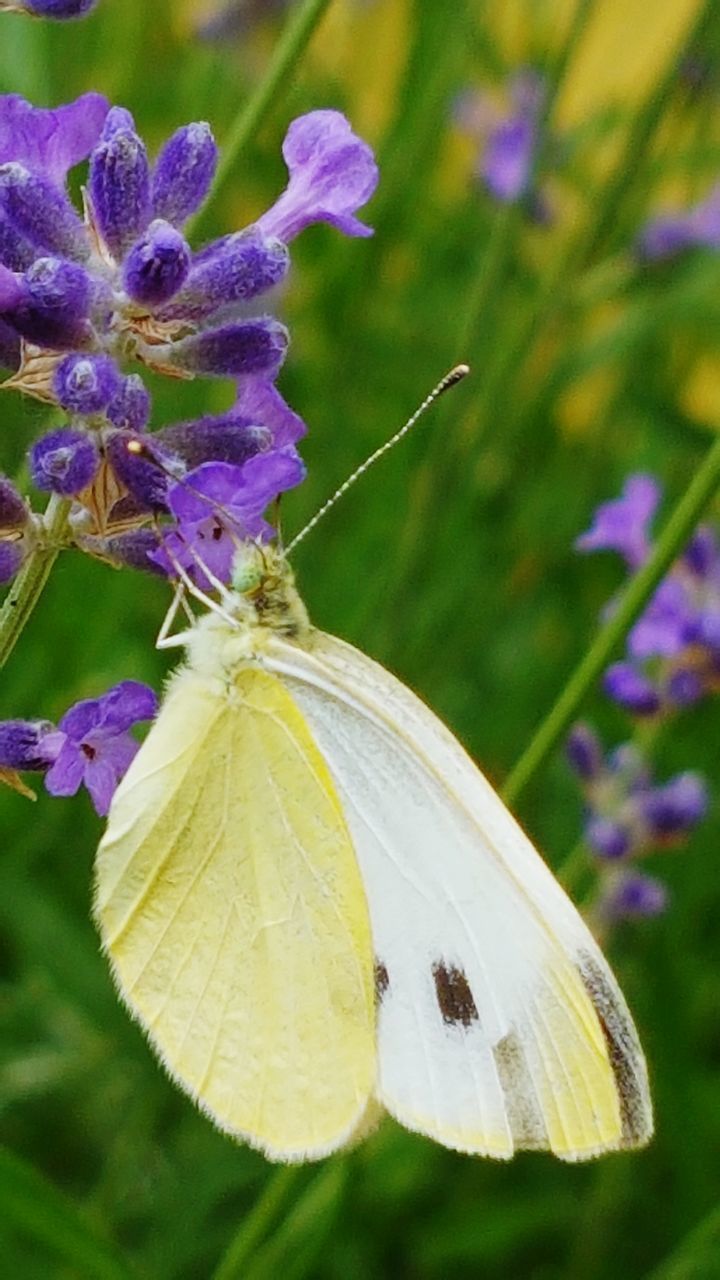 CLOSE-UP OF BUTTERFLY POLLINATING FLOWER