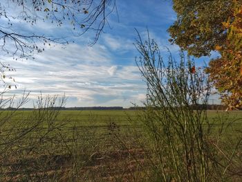 Scenic view of field against sky