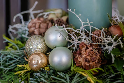 Close-up of eggs on plant