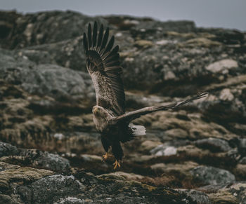 Bird flying over rock