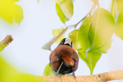 Close-up of bird perching on a plant