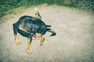 High angle view of dog sitting on footpath