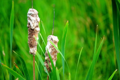 Close-up of plant