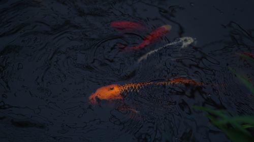 High angle view of koi carps swimming in lake