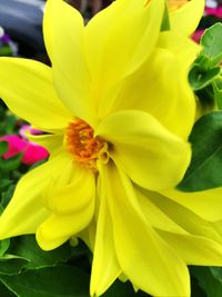 Close-up of yellow flower