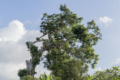 Low angle view of tree against sky