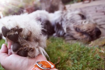 Cropped hand holding dog paw in yard