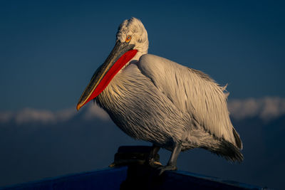 Close-up of pelican against clear sky