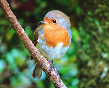 Close-up of bird perching on branch