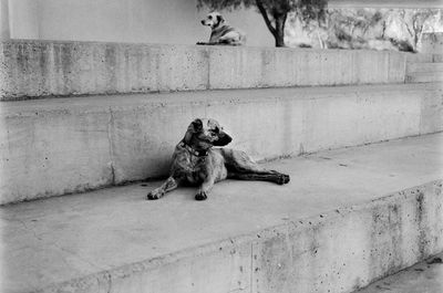 Dog sitting on steps