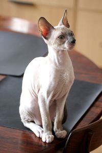 Close-up of a cornish rex kitten 