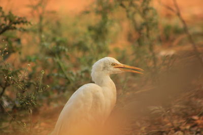 Close-up of bird