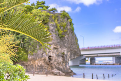 Palm tree on the sandy beach naminoue in naha city in okinawa prefecture, japan.