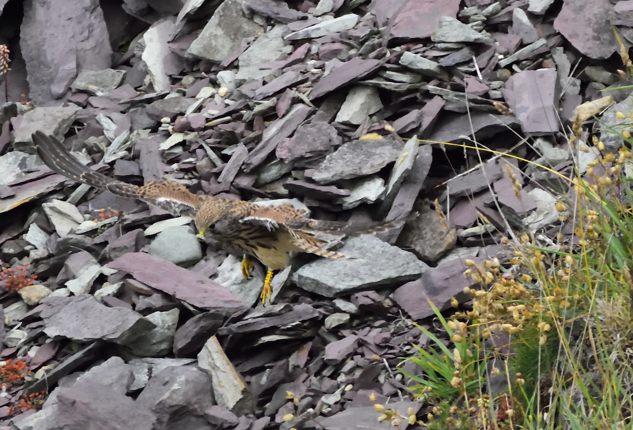 Juvenile Kestrel