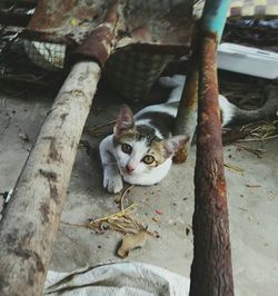 Portrait of cat sitting outdoors