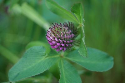 Close-up of purple flowering plant