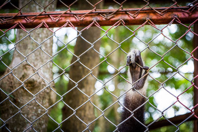 Chainlink fence in a zoo