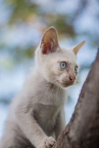 Close-up of cat looking away