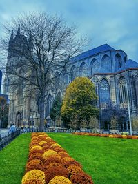 Bare tree with lawn in front of building
