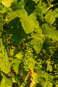 Full frame shot of fresh green leaves