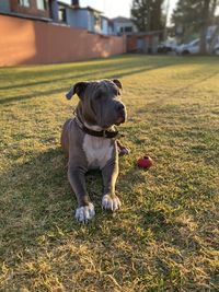 Dog on grassy field