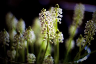 Close-up of flowering plant