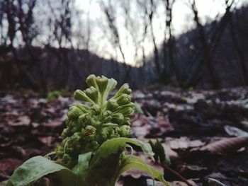 Close-up of fresh plants on snow