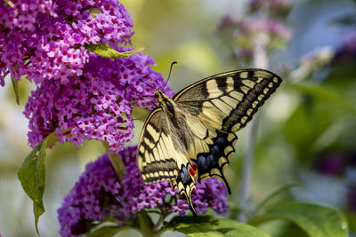 Close-up of butterfly pollinating on purple flower