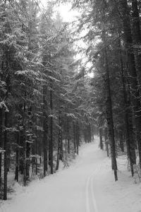 Snow covered trees in winter