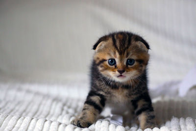Close-up portrait of a cat