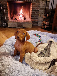 Portrait of dog sitting on floor