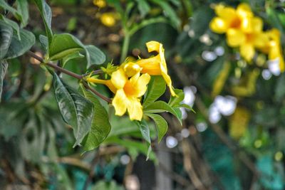 Close-up of yellow flowers blooming outdoors