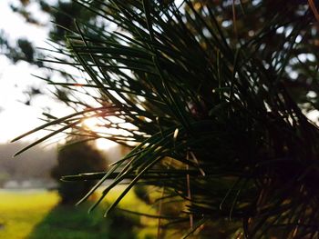 Close-up of wet pine tree