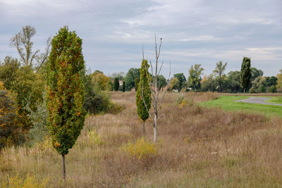 Trees on field against sky