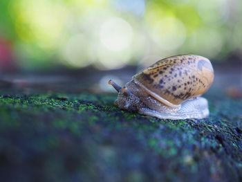 Close-up of snail on leaf